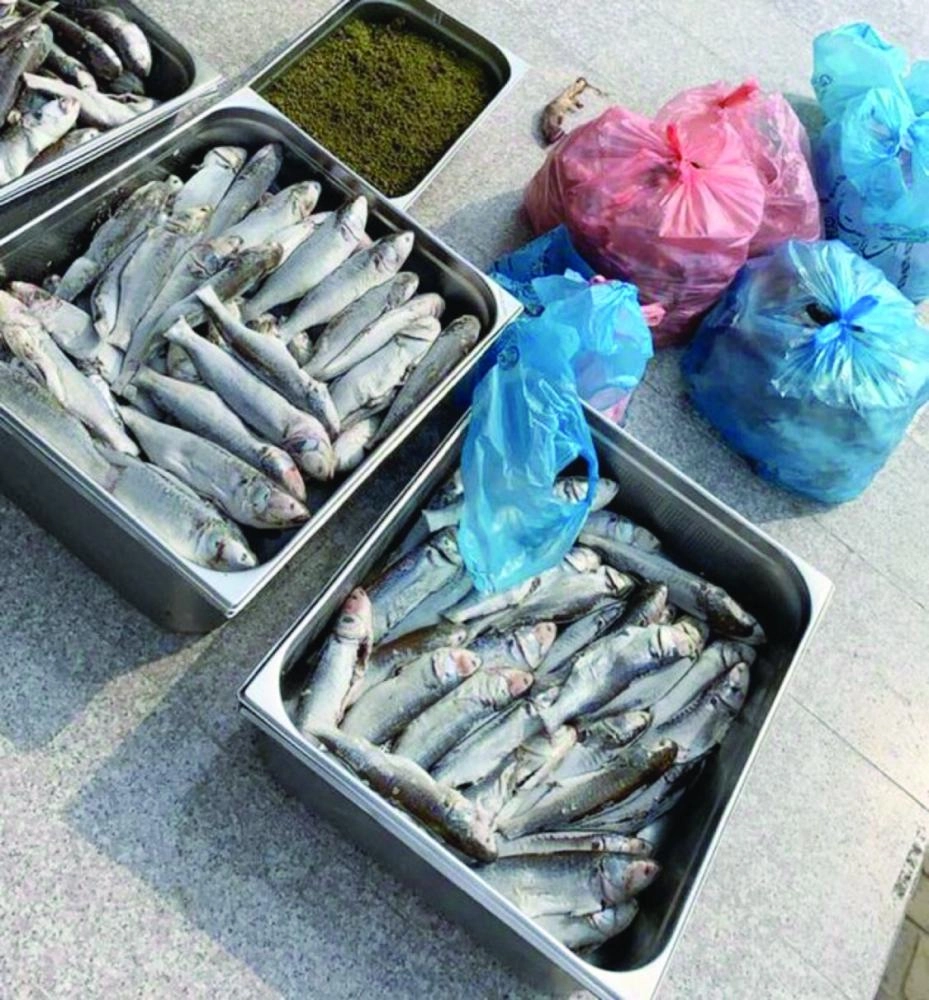 من الأسماك المضبوطة  (مكة)