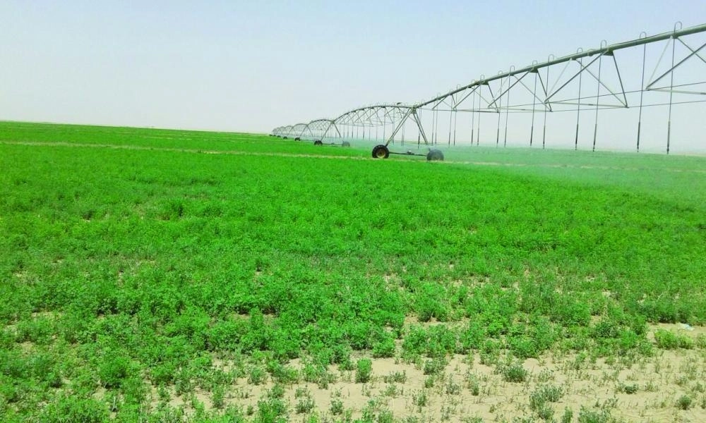 






إحدى مزارع الأعلاف                         (مكة)