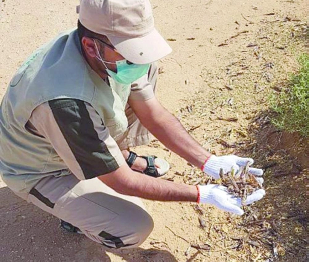 أحد مواقع تكاثر الجراد                         (مكة)