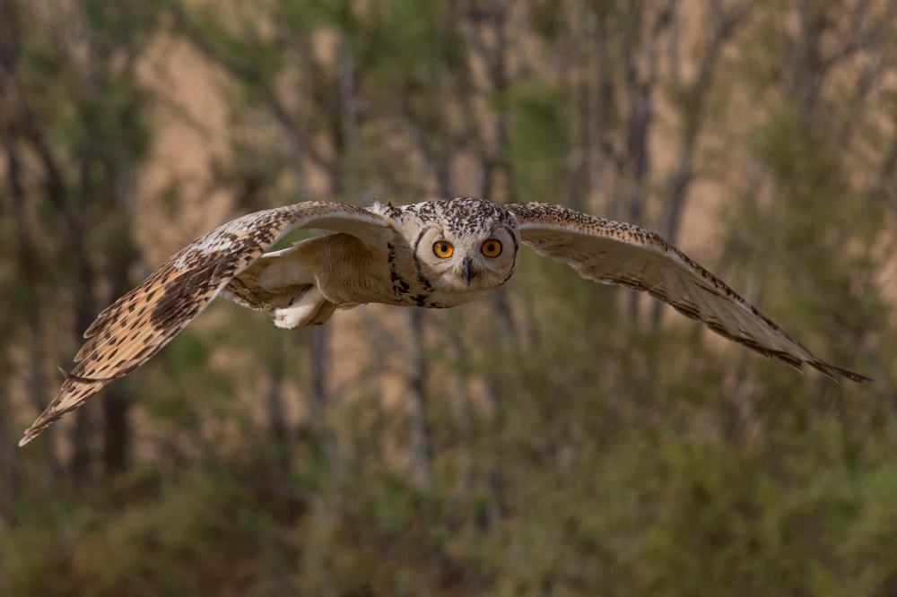 من أعمال الهزاع