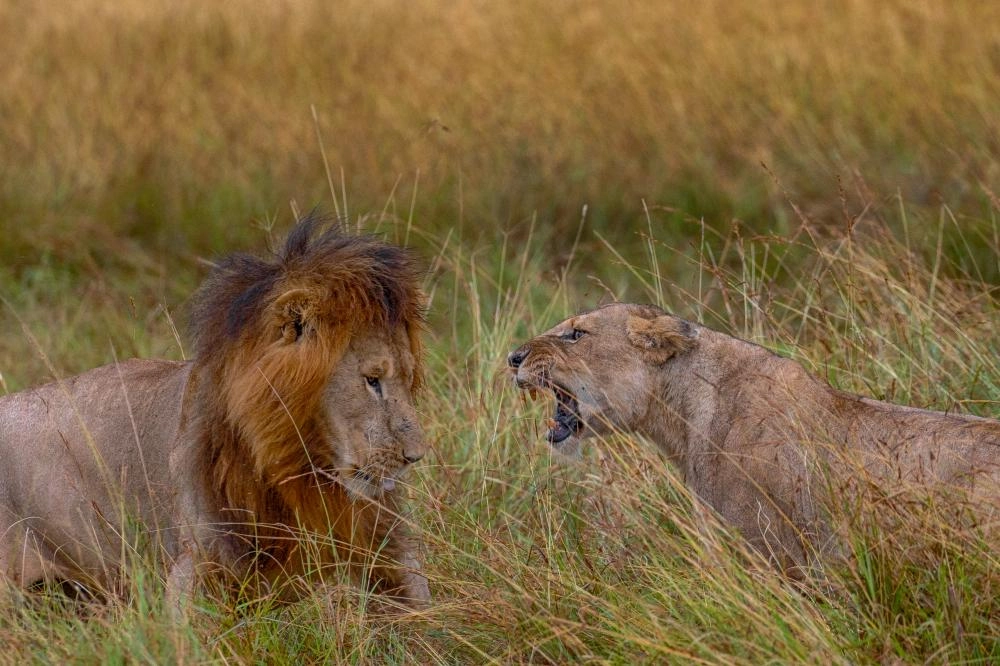 غابات كينيا 