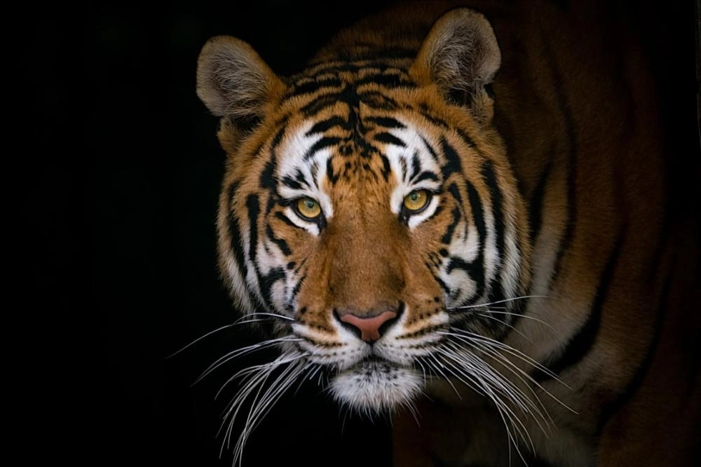 من أعمال الهزاع2