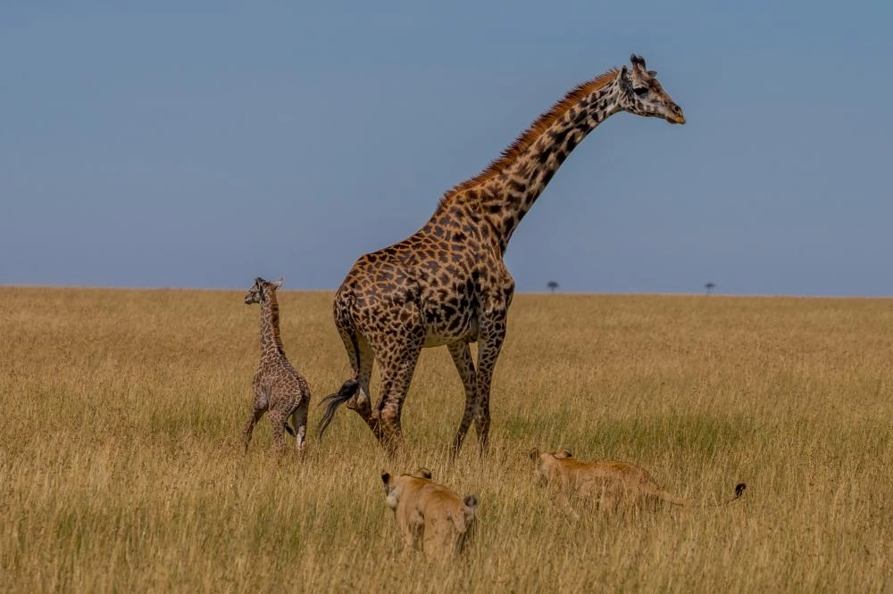 من أعمال الهزاع3