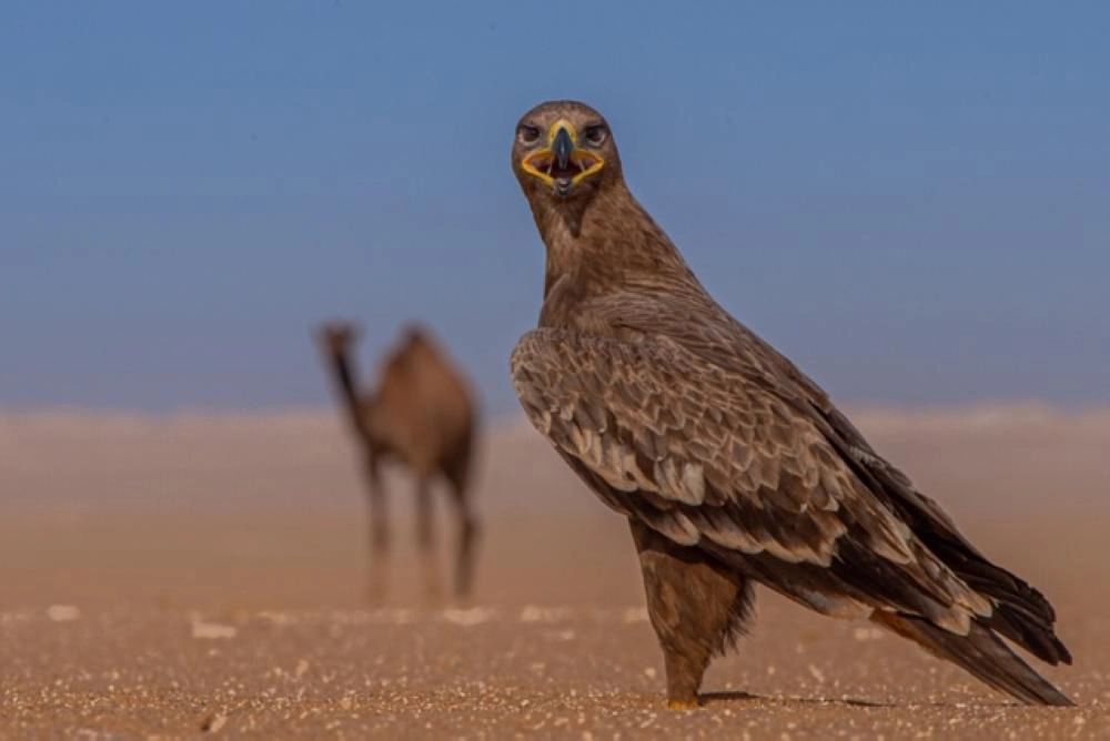 ثبات وقوة الصقر بعدسة الهزاع