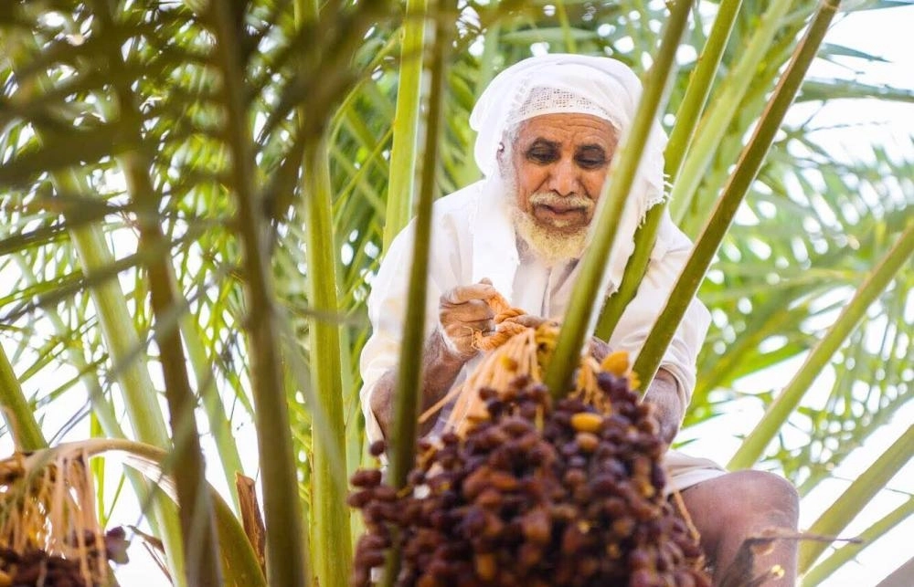 






مزارع يقطف بواكير التمور                                 (مكة)