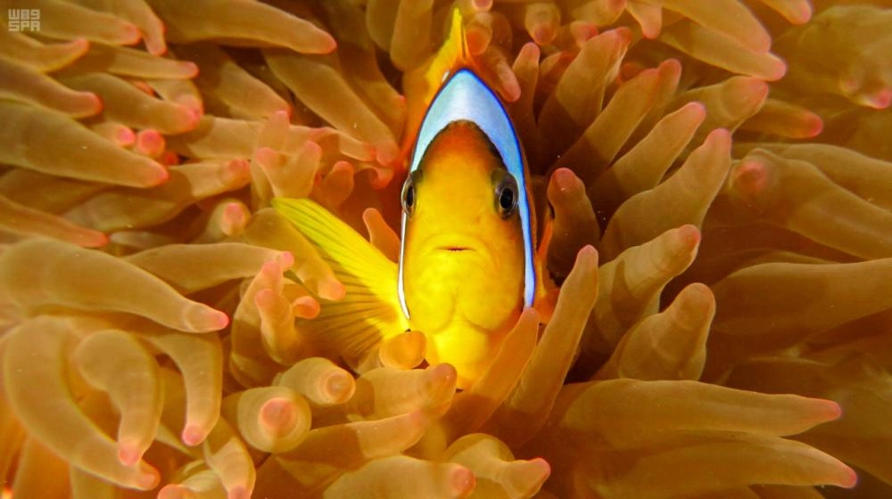 محافظة الوجه .. آفاق سياحية ومقصد عالمي لهواة الغوص