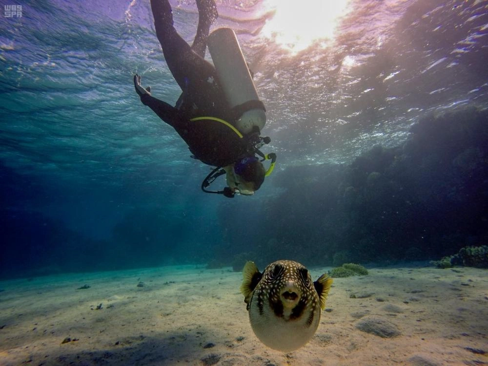 محافظة الوجه .. آفاق سياحية ومقصد عالمي لهواة الغوص