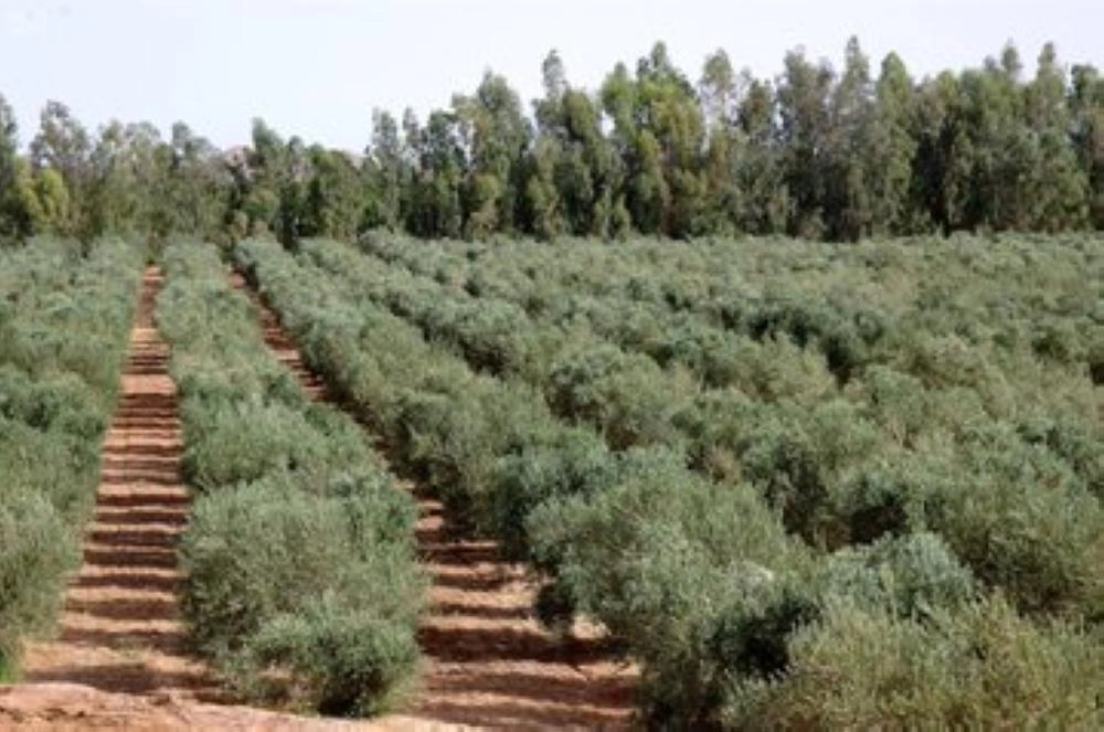 تبوك موطن الورد والفاكهة