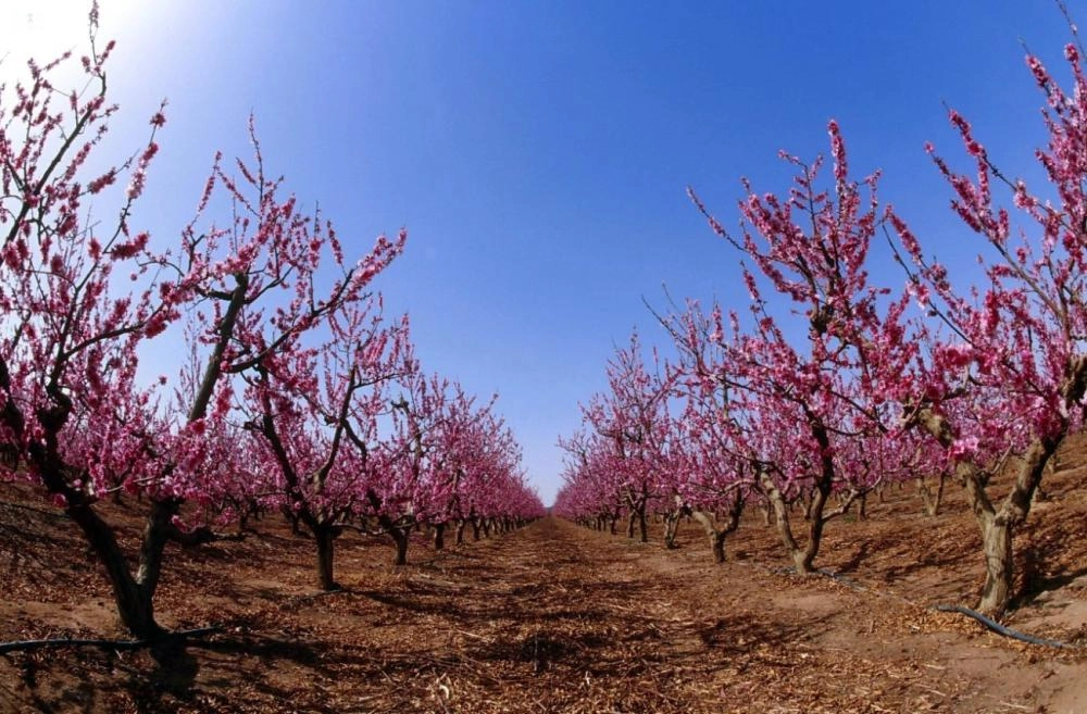 تبوك موطن الورد والفاكهة