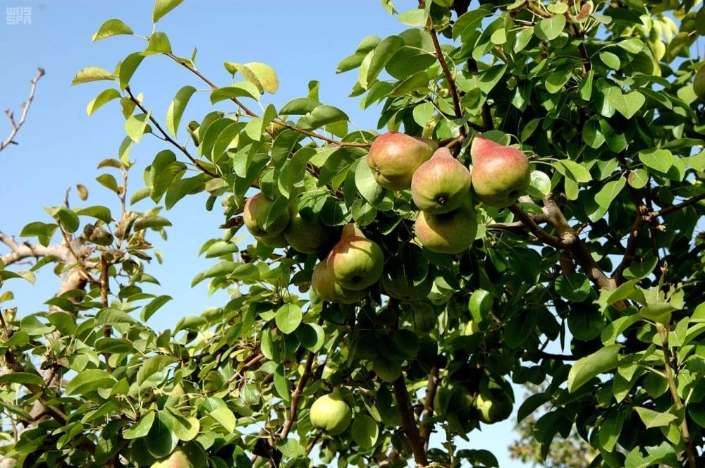 تبوك موطن الورد والفاكهة