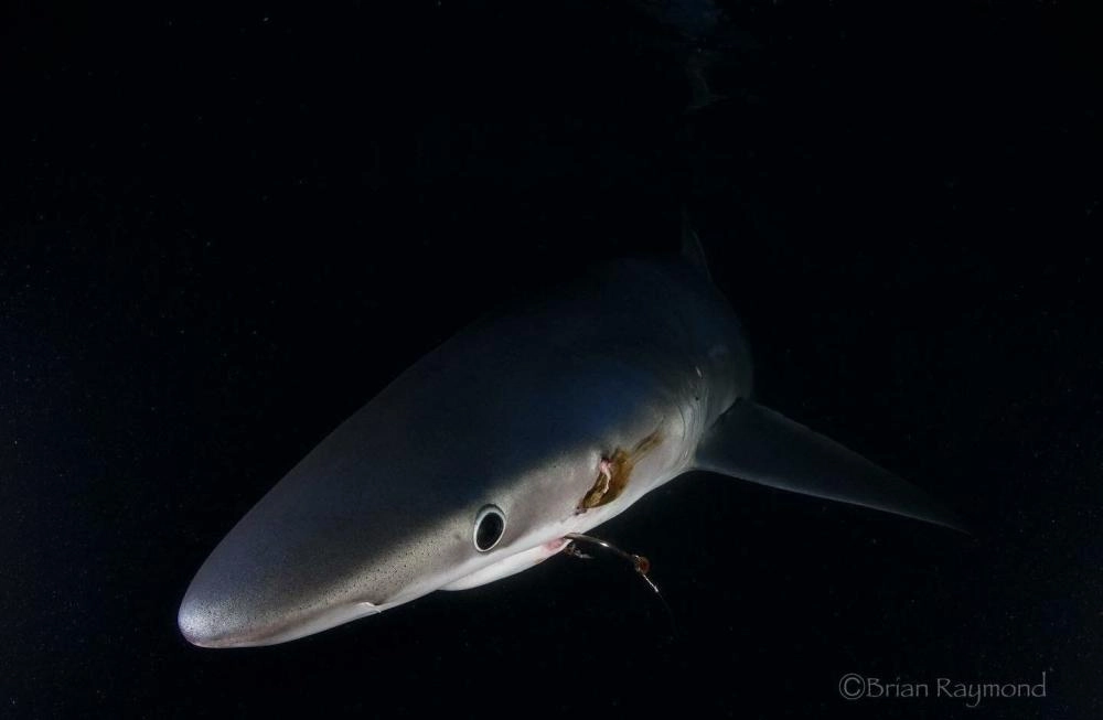 أنشطـة الصيد