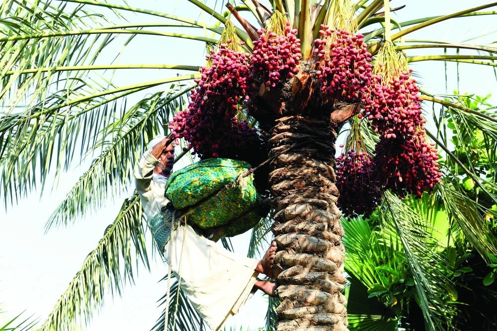 DST_6022412_Mon1_1115656561