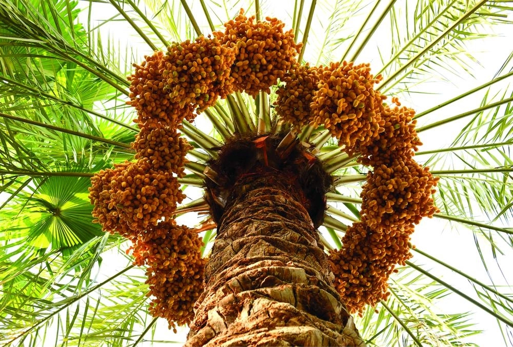 DST_6022417_Mon3_1115961157