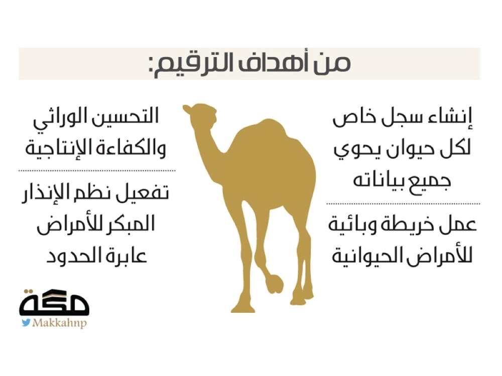 ترقيم الابل