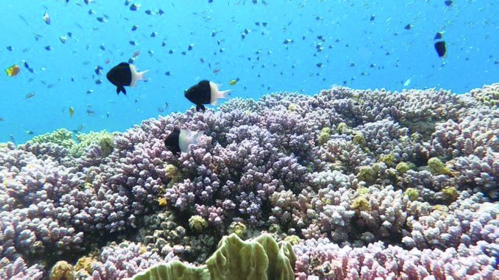 شعب مرجانية بنيوم (نيوم)