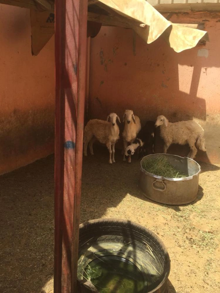 أمانة جدة تنذر 62 منشأة غذائية ضمن 69 جولة رقابية