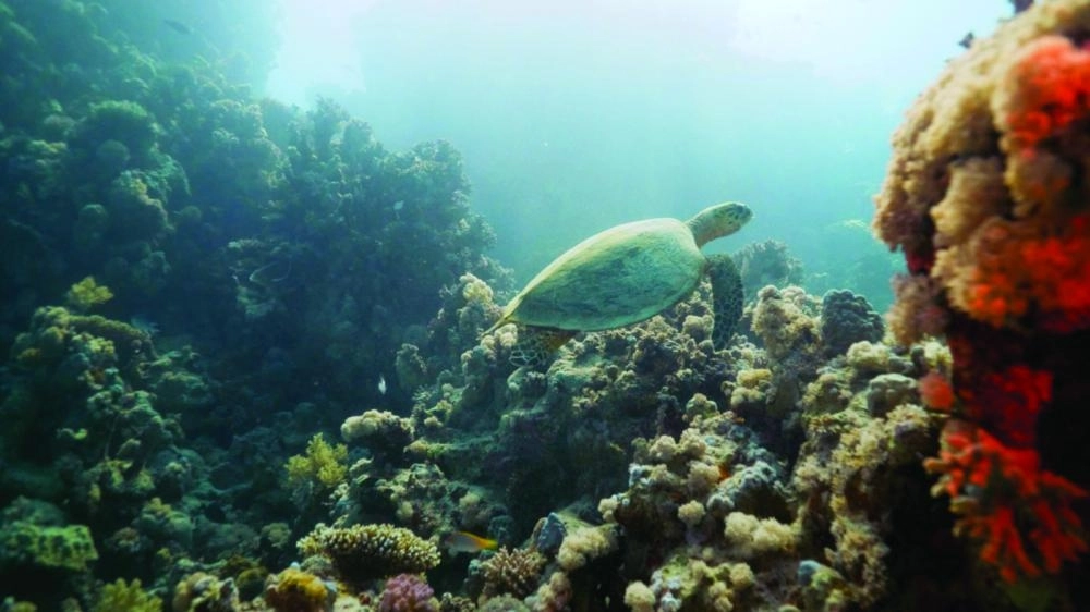 






تنوع في الحياة البحرية بالمشروع       (شركة البحر الأحمر)