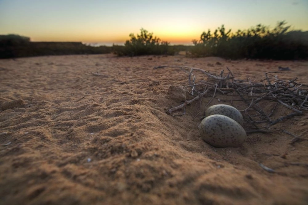 






جانب من الحياة البرية للمشروع