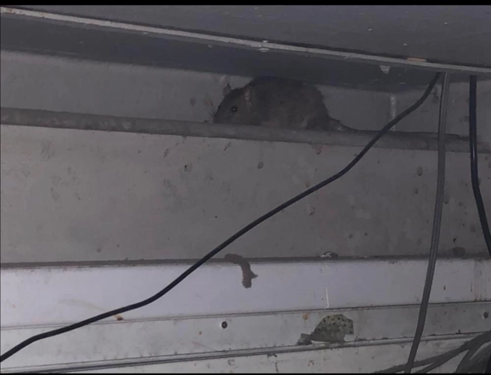 






فأر داخل القسم