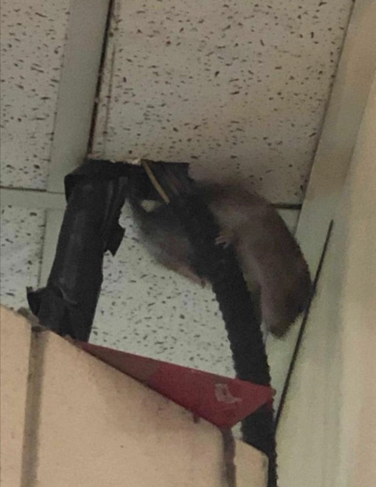 فأر داخل القسم   (مكة)