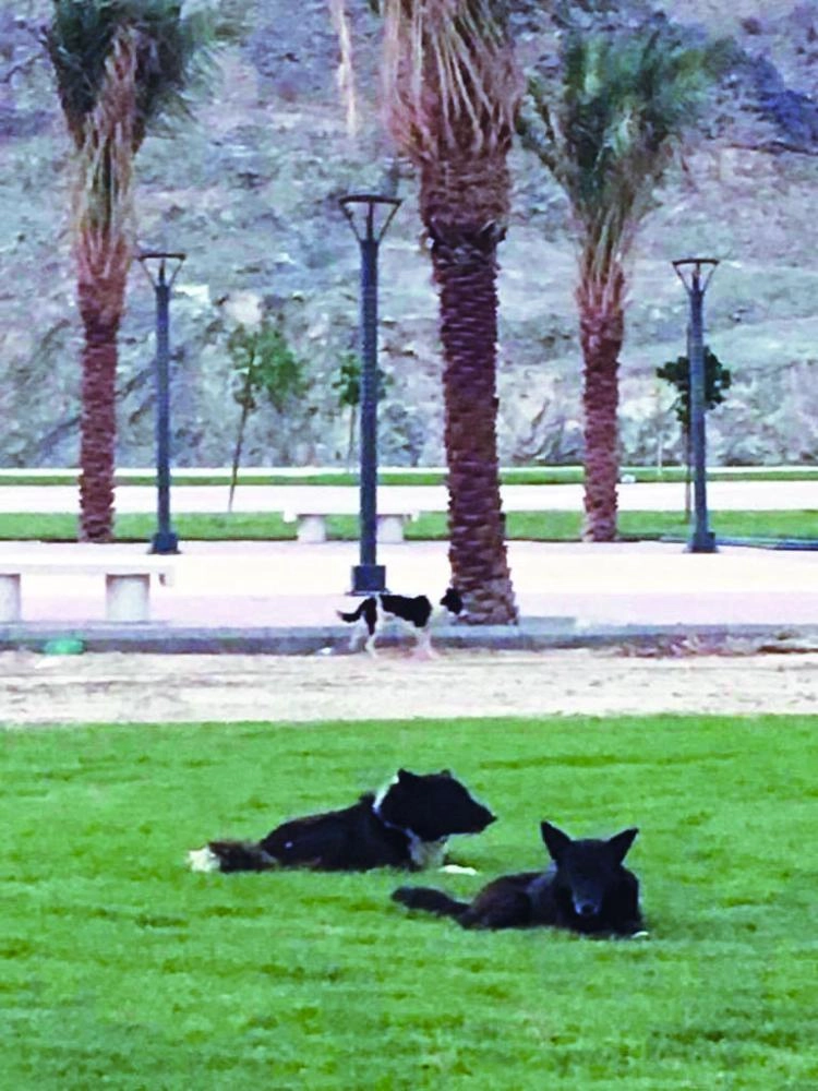 






متنزه الجعرانة وتبدو الكلاب الضالة                                       (مكة)