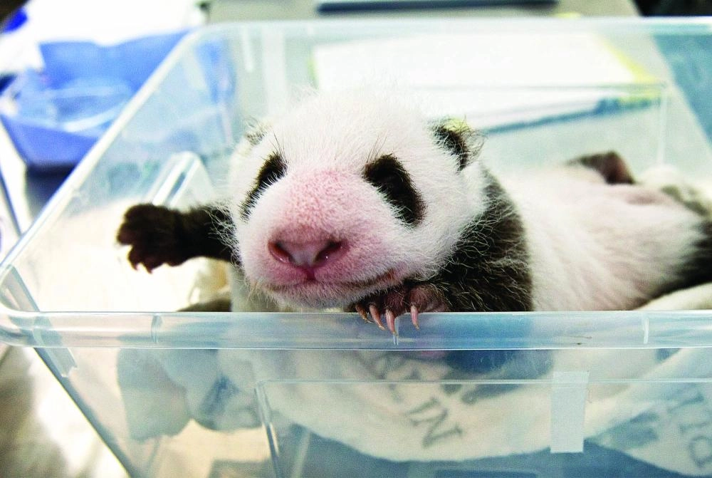 توأم الباندا في حديقة حيوان برلين (د ب أ )