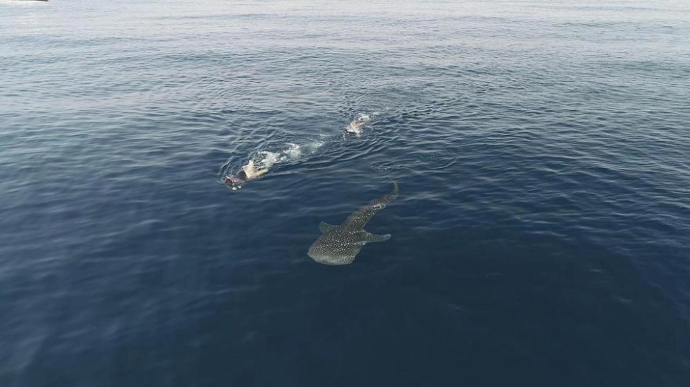 محميات طبيعية لقرش الحوت في البحر الأحمر (مكة)