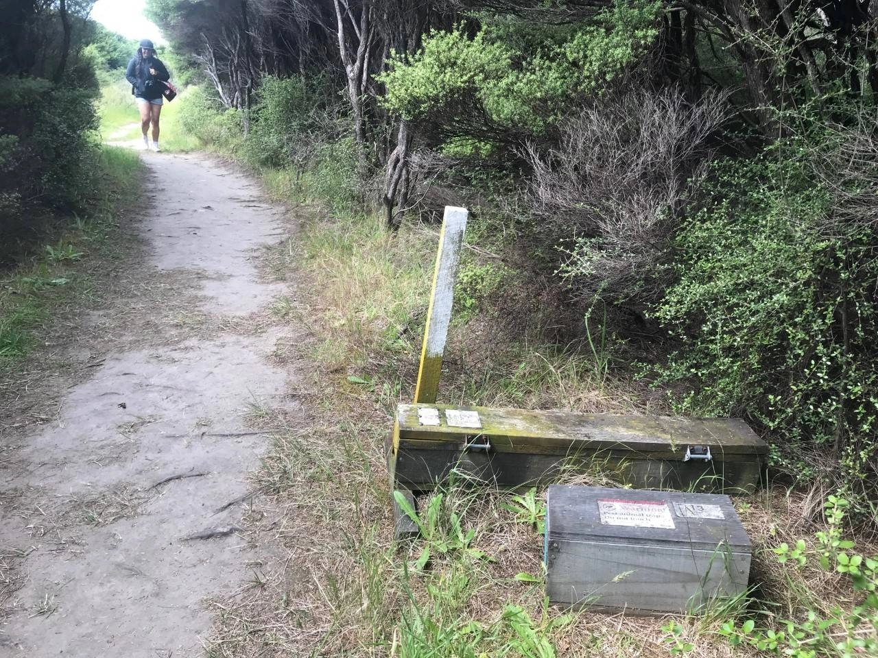 نيوزيلندا حائرة بين طائر الكيوي رمزها الوطني والقطط (د ب أ)