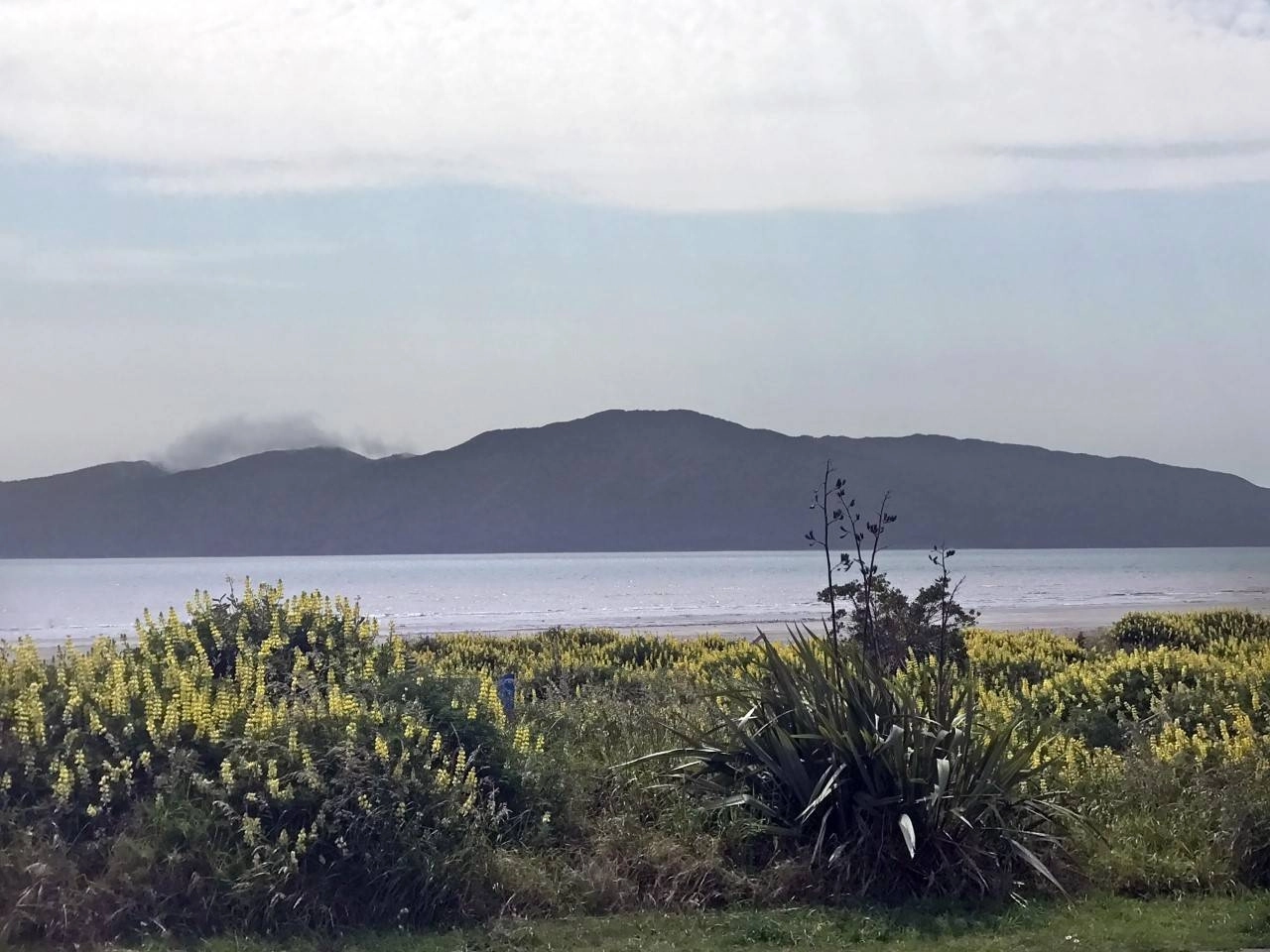 نيوزيلندا حائرة بين طائر الكيوي رمزها الوطني والقطط (د ب أ)