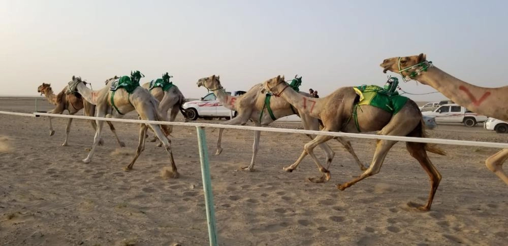 






جانب من سباقات الهجن                                           (تويتر)