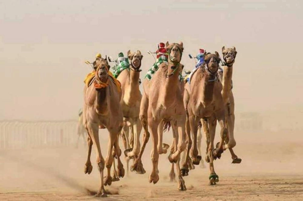 جانب من سباقات الهجن (تويتر)