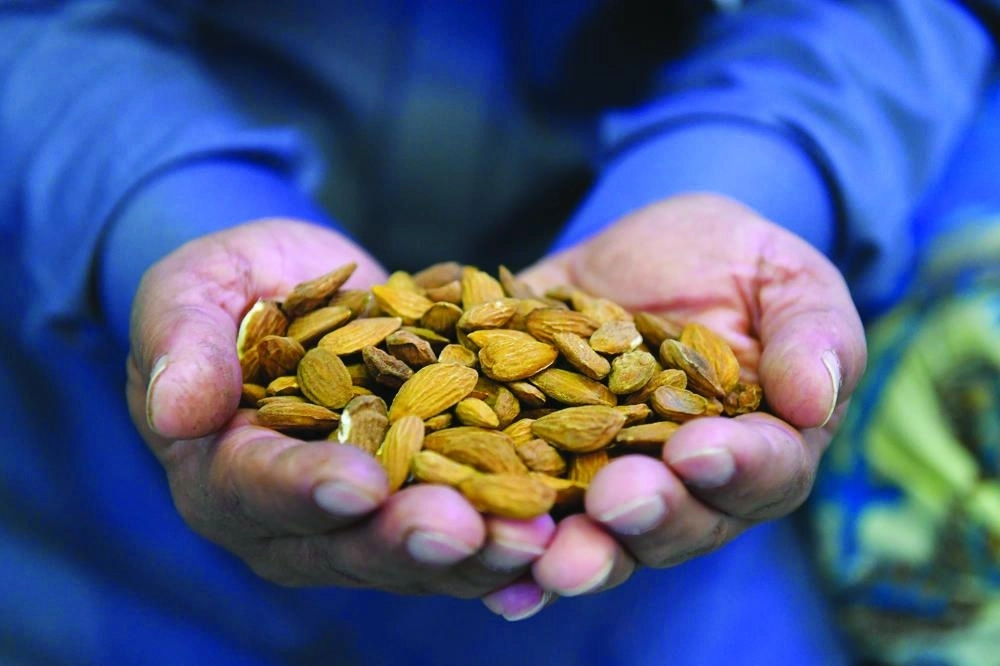 






ثمار اللوز في الطائف                  (واس)