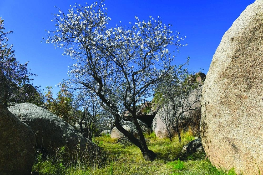 






مزارع اللوز في الطائف
