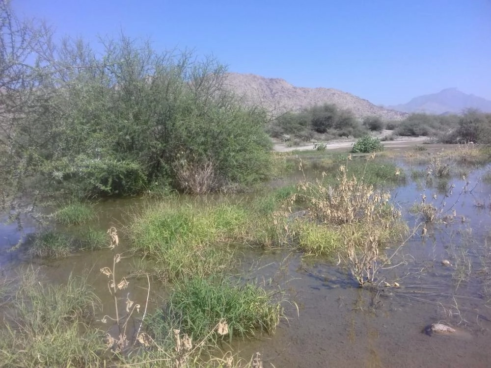 عين زبيدة كما بدت بعد الأمطار                                                           (مكة)