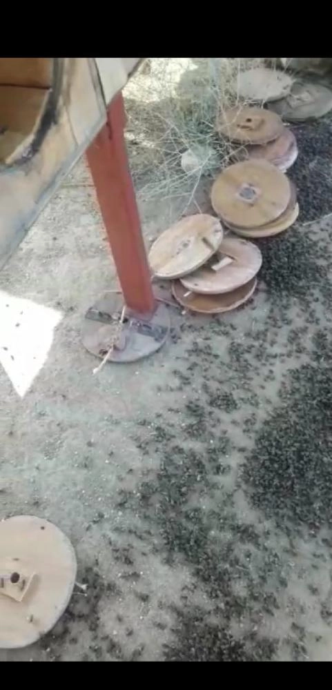 



نحل ميت بسبب عمليات الرش                        (مكة)