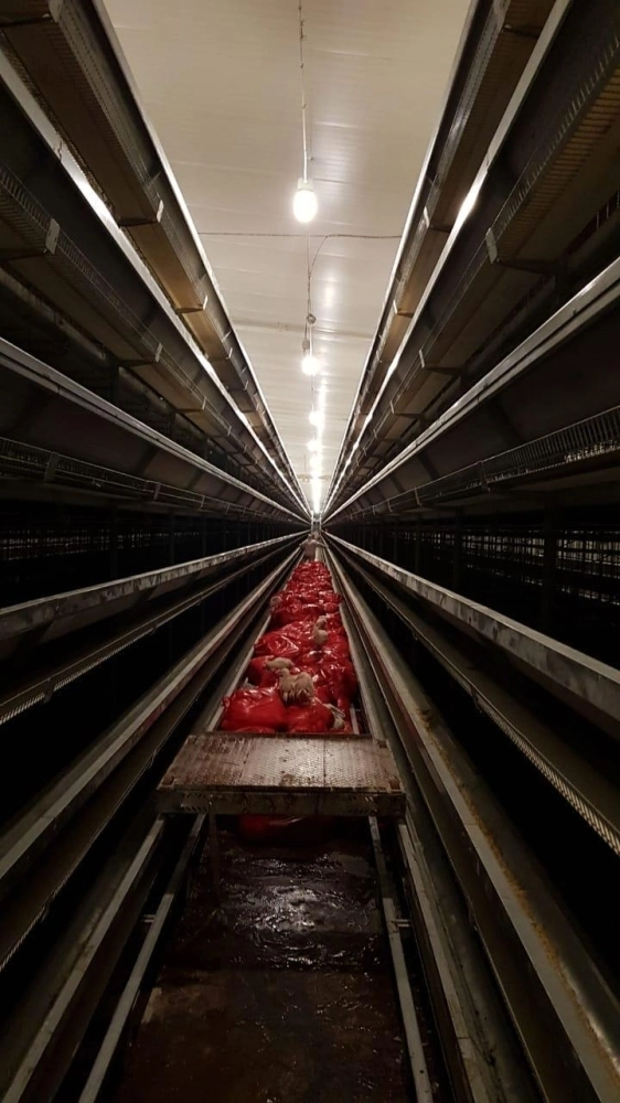 موقع الدواجن كما بدا