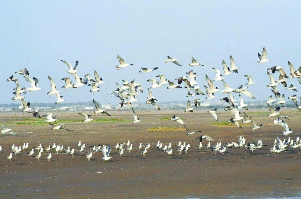 DST_7064509_Fri4_1117412376