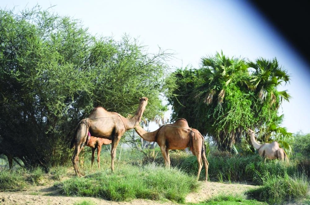 






مركز عتود جمع بين جمال طبيعة البر والبحر    (واس)