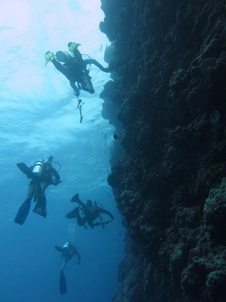 شعاب مرجانية في البحر الأحمر                          (مكة)