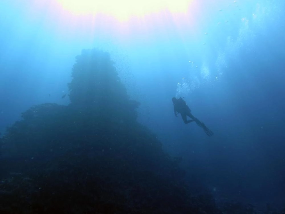 شعاب مرجانية في البحر الأحمر                          (مكة)