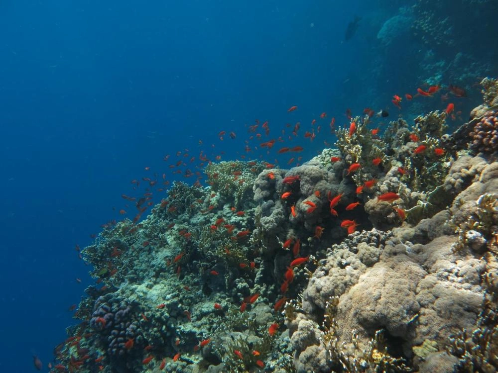 شعاب مرجانية في البحر الأحمر                          (مكة)