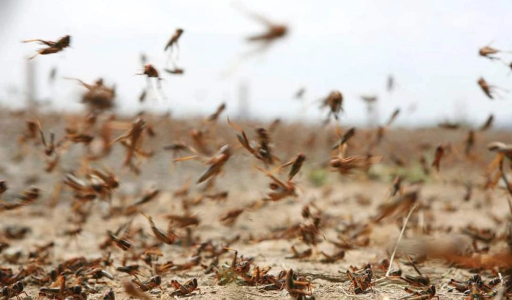 






جانب من أسراب الجراد                                                (مكة)