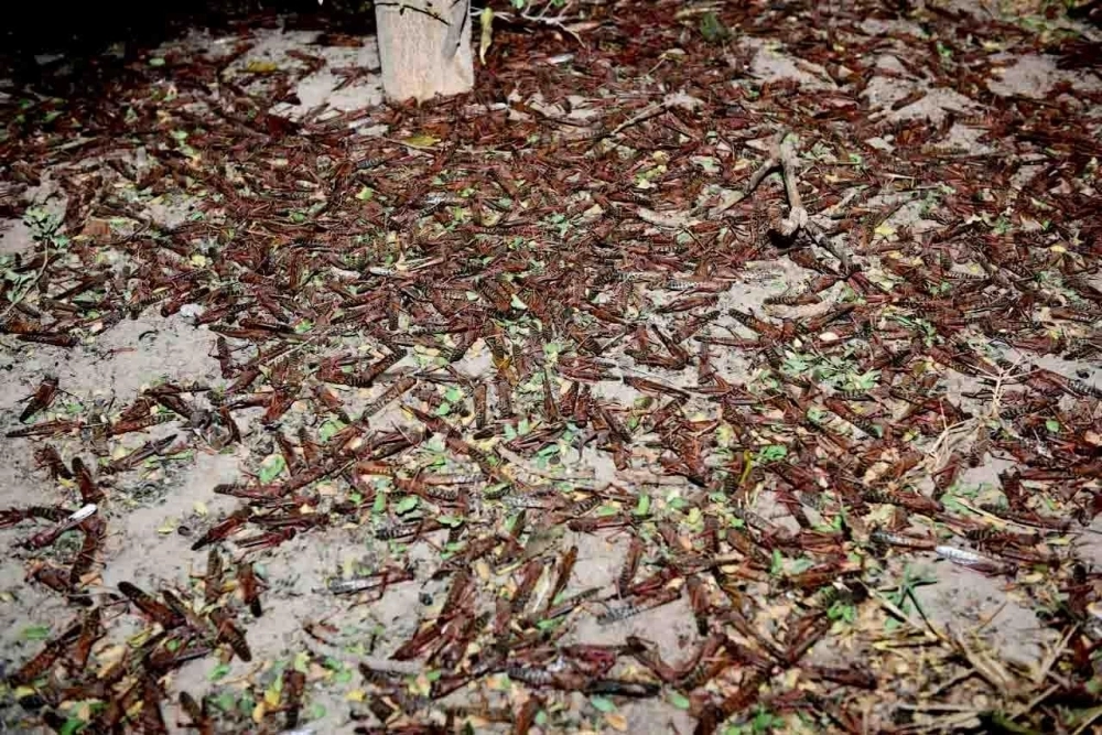 من مكافحة أسراب الجراد بالأحساء                                                                                                (مكة)