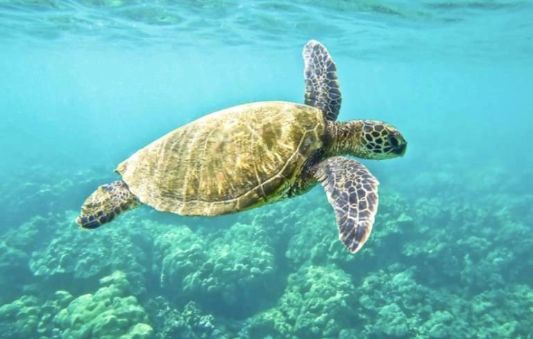 السلاحف البحرية (مكة)
