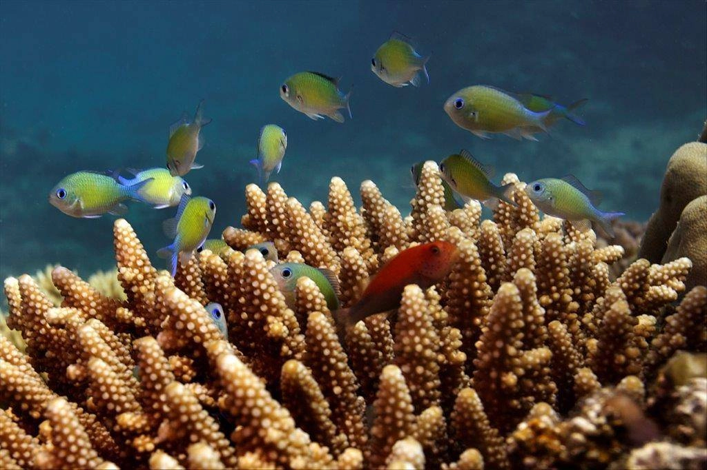 شركة البحر الأحمر 