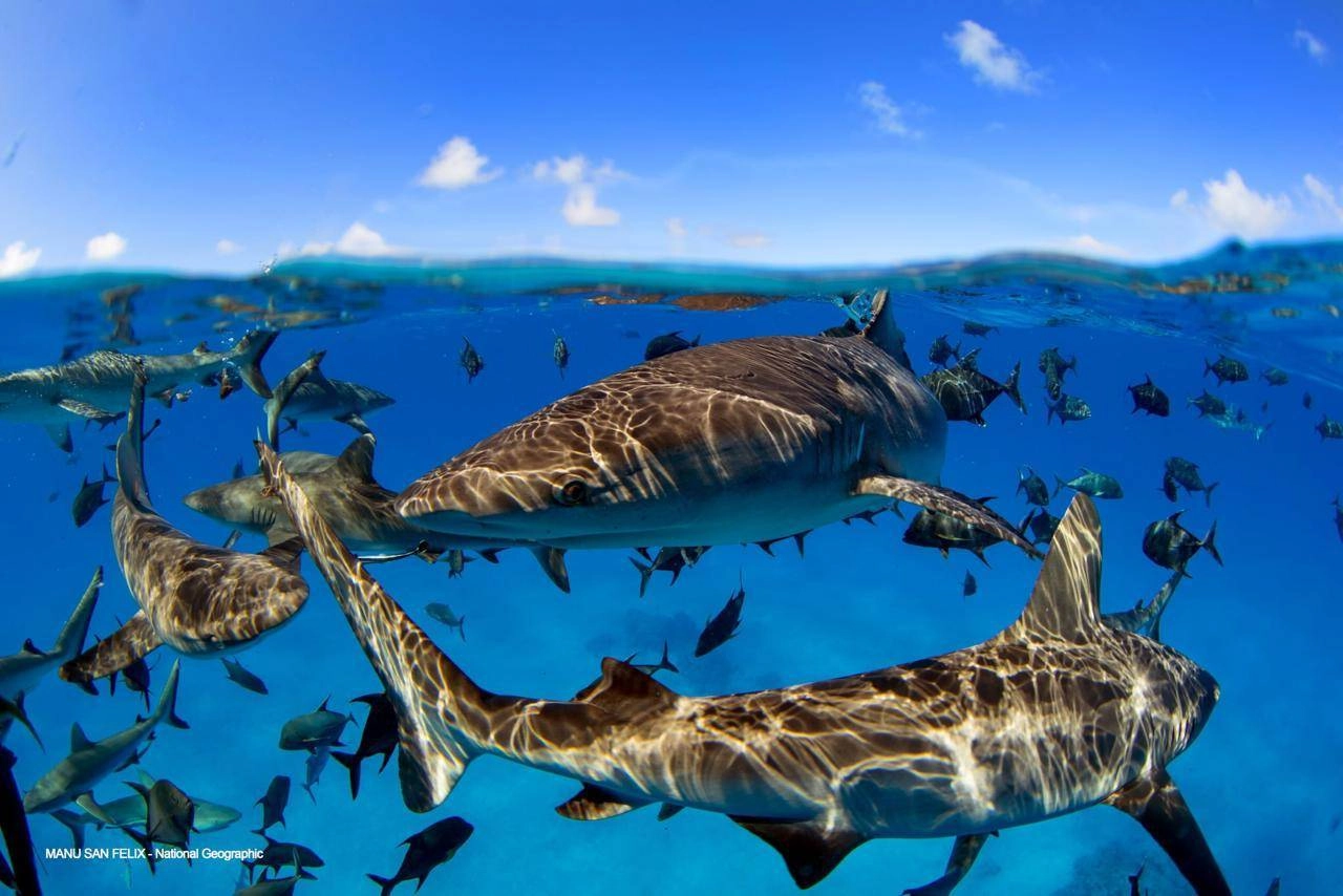 حيتان محدبة تقفز من الماء أمام بركان في تشيلي. شهدت الحيتان المحدبة تعافيا كبيرا في أعدادها بفضل جهود الحفاظ على الأنظمة البيئية.
_ 
آر. هوك-غايت