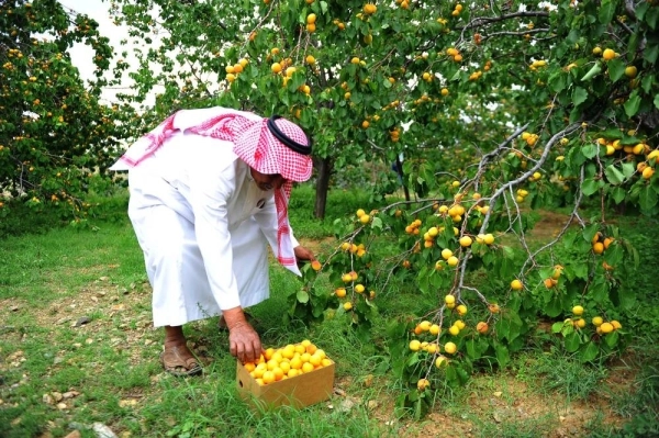 






بدء موسم قطاف المشمش الطائفي الذي تعود زراعته إلى 65 عاما