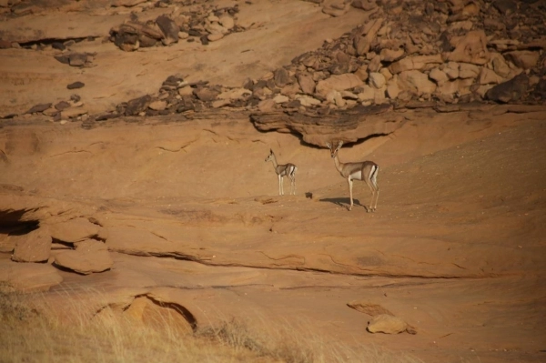 استراتيجية لإعادة توطين النمر العربي في محمية شرعان الطبيعية في العلا
