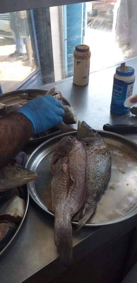 أمانة جدة تتلف 194 كجم من الأسماك الفاسدة 