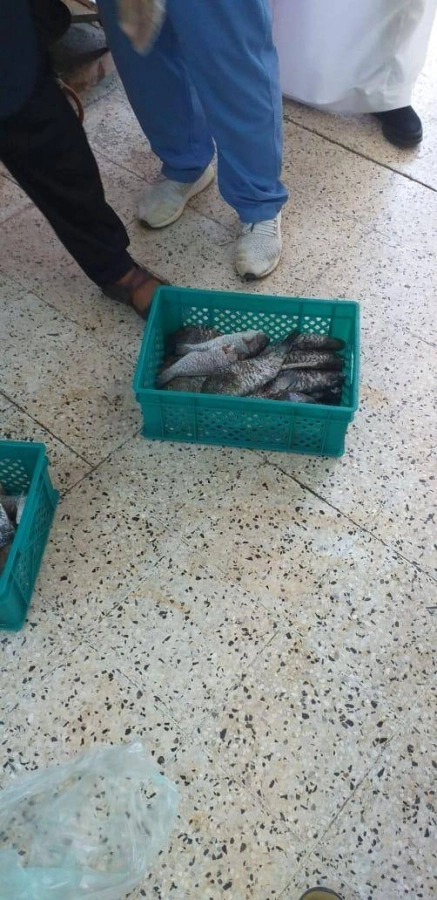 أمانة جدة تتلف 194 كجم من الأسماك الفاسدة 